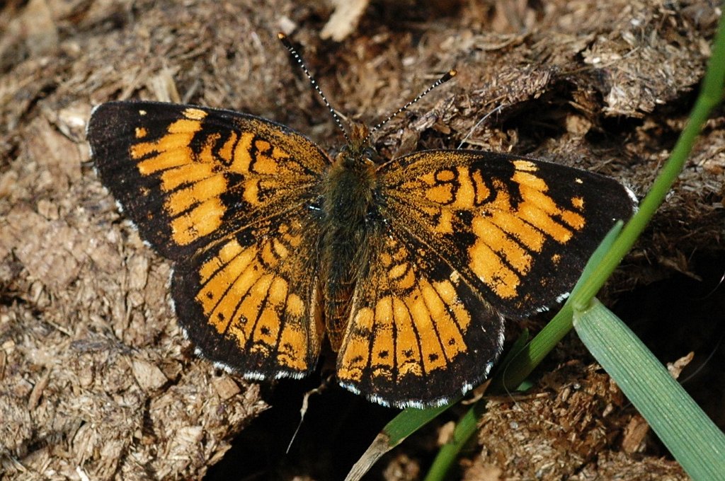 125 2010-06055239 Princeton, MA.JPG - Northern Crescent Butterfly (Phyciodes batesii). Jen Caswell's Farm, Princeton, MA, 6-5-2010